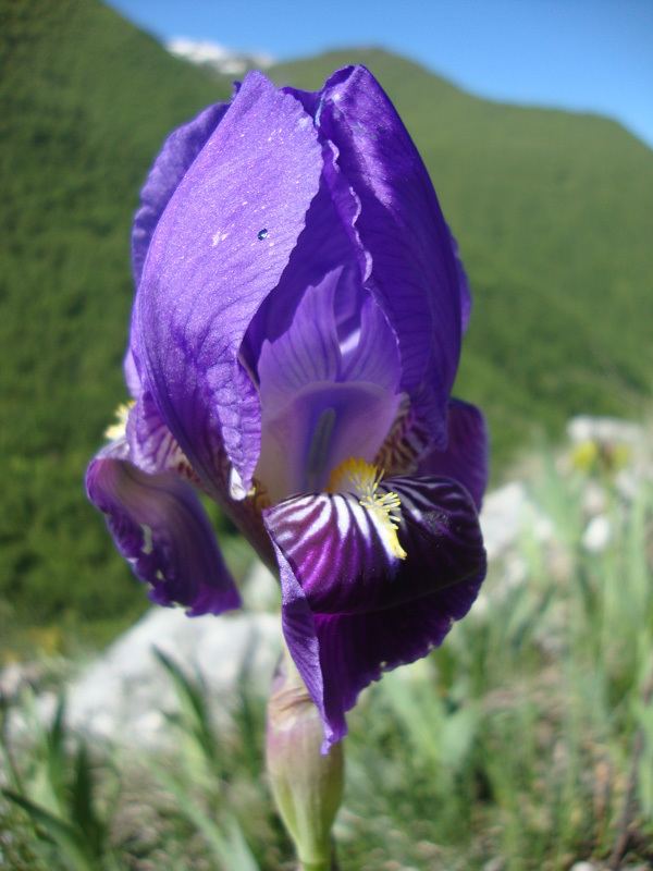 Iris marsica 2 Forum Acta Plantarum Indice
