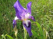 Iris marsica Iris marsica Wikipedia