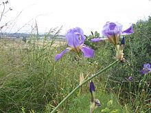 Iris mesopotamica httpsuploadwikimediaorgwikipediacommonsthu