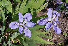 Iris milesii httpsuploadwikimediaorgwikipediacommonsthu