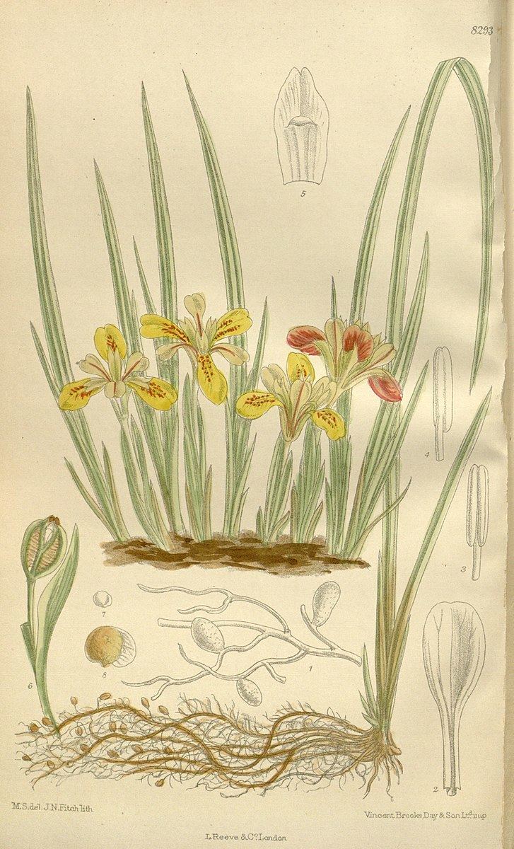 Iris minutoaurea