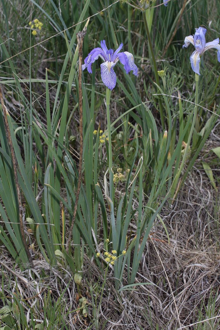 Iris missouriensis Iris missouriensis Wikipedia