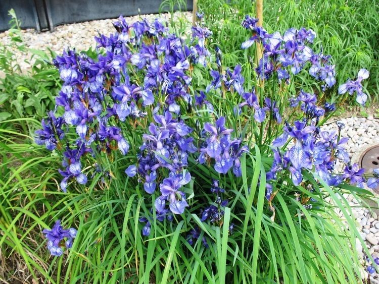 Iris missouriensis Online Plant Guide Iris missouriensis Rocky Mountain Iris
