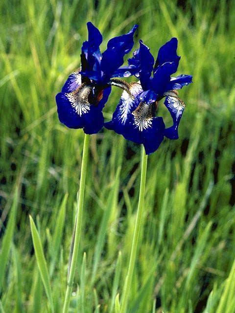 Iris missouriensis Iris missouriensis Rocky mountain iris NPIN