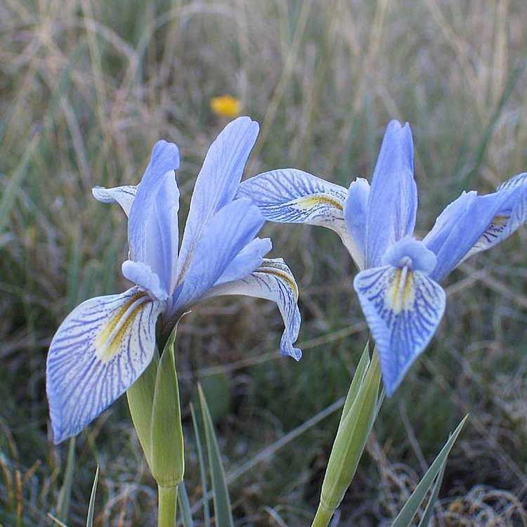 Iris missouriensis SEINet Arizona Chapter Iris missouriensis