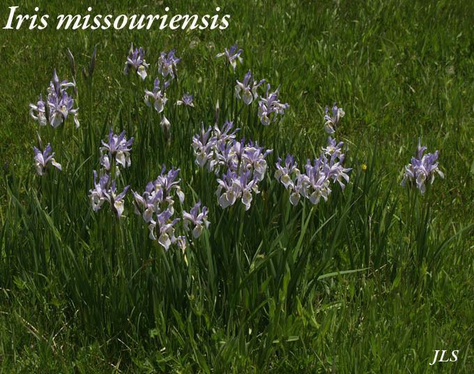 Iris missouriensis Iris missouriensis Wild Iris