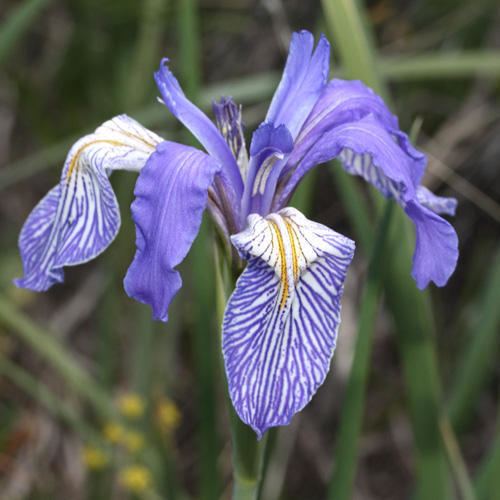 Iris missouriensis IRIS MISSOURIENSIS SEEDS Iris montana Western Blue Flag Rocky