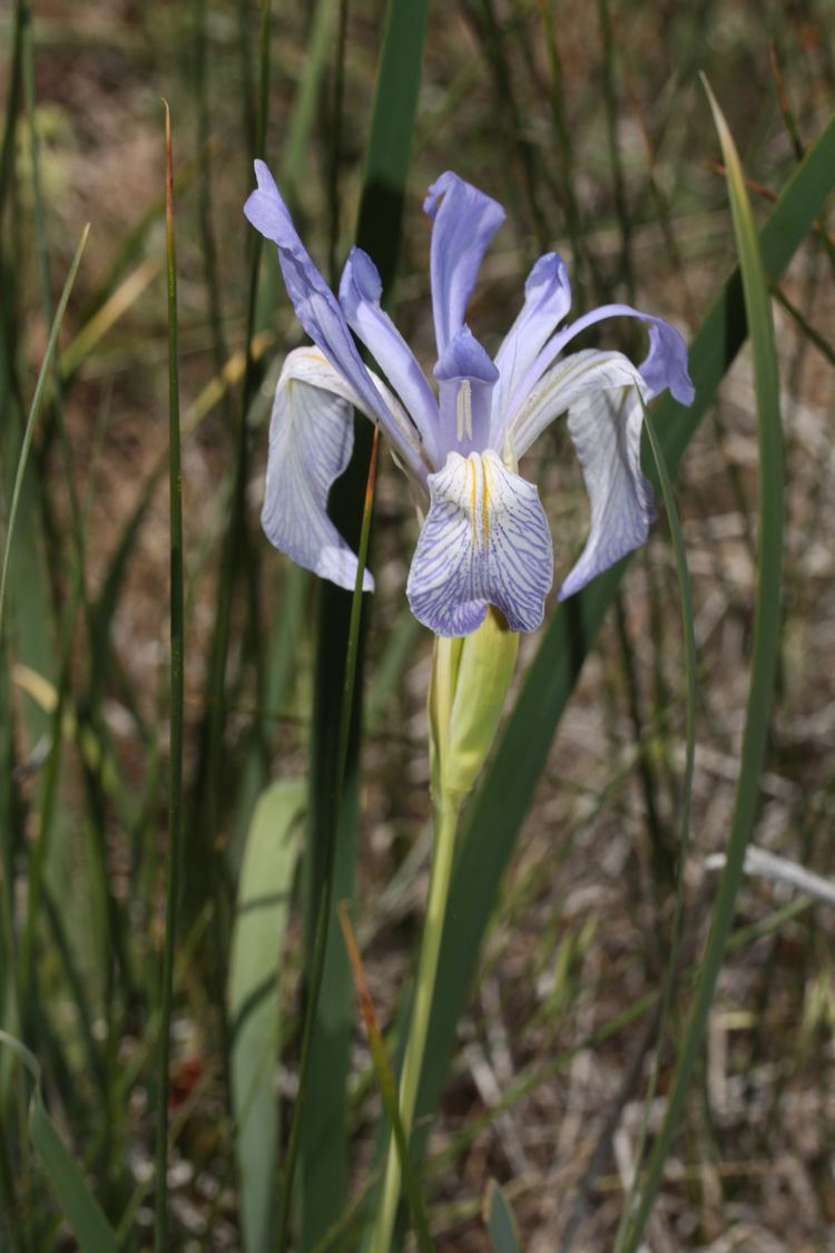 Iris missouriensis FileIris missouriensis 9350JPG Wikimedia Commons