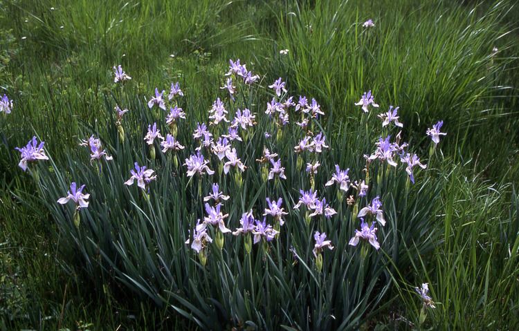 Iris missouriensis Iris missouriensis Rocky Mountain Iris Western Blue Flag