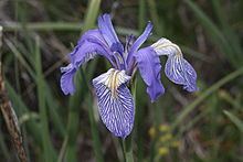 Iris missouriensis httpsuploadwikimediaorgwikipediacommonsthu