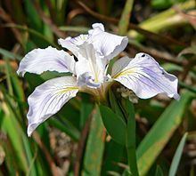 Iris munzii httpsuploadwikimediaorgwikipediacommonsthu