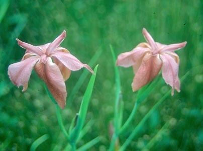 Iris nelsonii Louisiana Iris Species Nelsonii