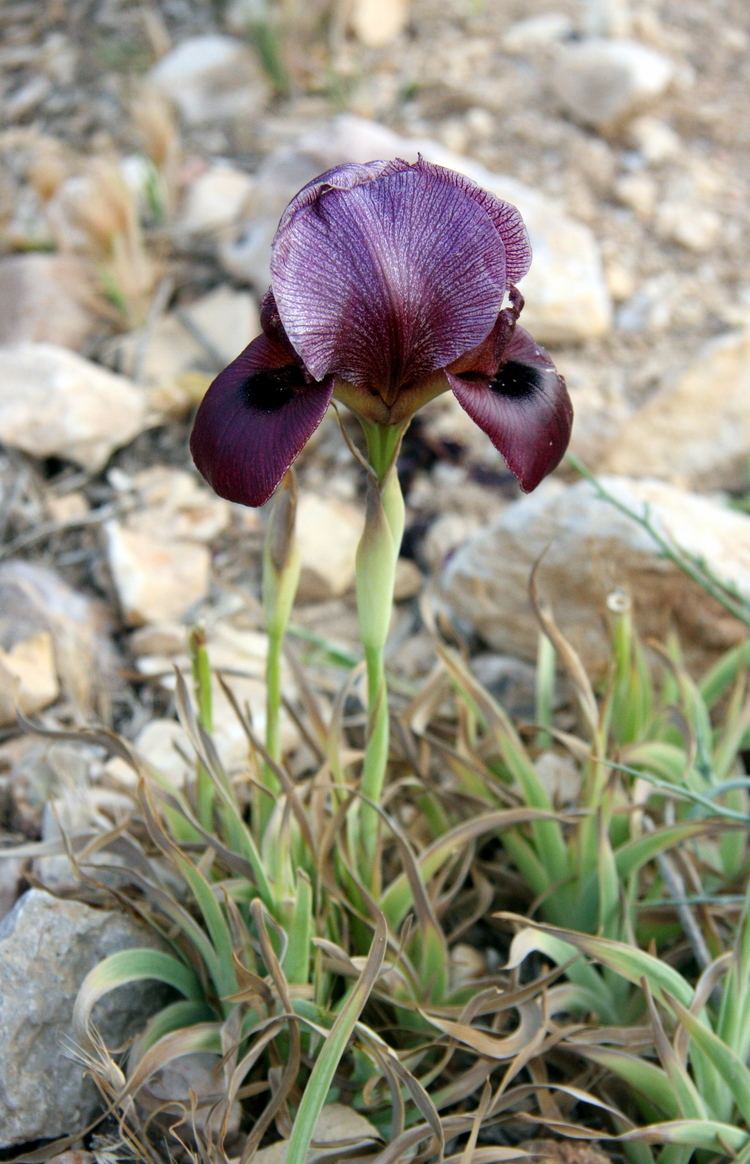 Iris nigricans A little reason to love living in Jordan Middle East Moments