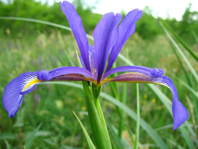 Iris notha wwwplantariumrudatplants4430774307bb8fbcfjpg