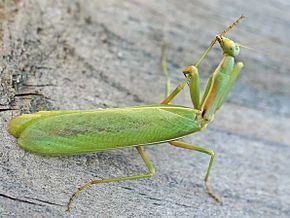 Adult male Iris oratoria