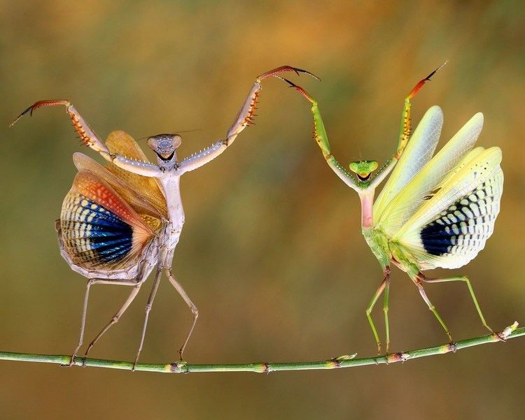 Two Iris oratoria posing on the stem of a plant