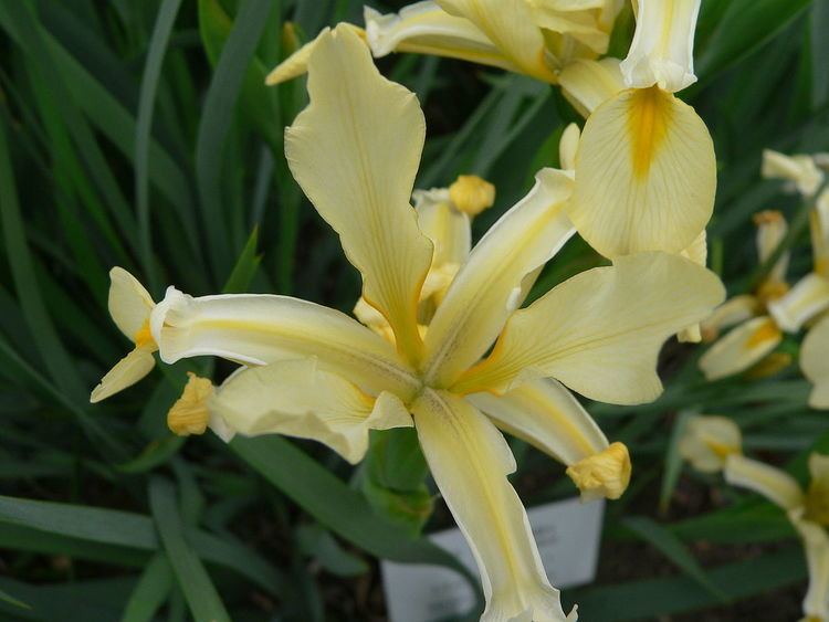 Iris orientalis Iris orientalis Wikipedia