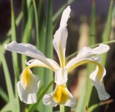 Iris orientalis Comanche Acres Iris Gardens Gower MO Iris Orientalis Spuria Iris