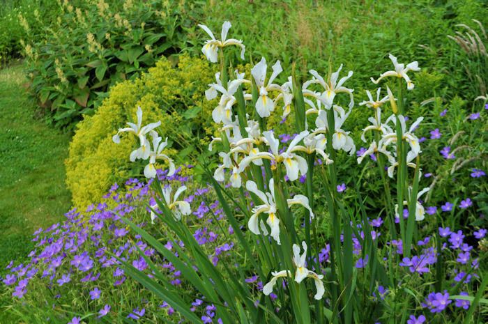 Iris orientalis Iris orientalis Orientalische Schwertlilie