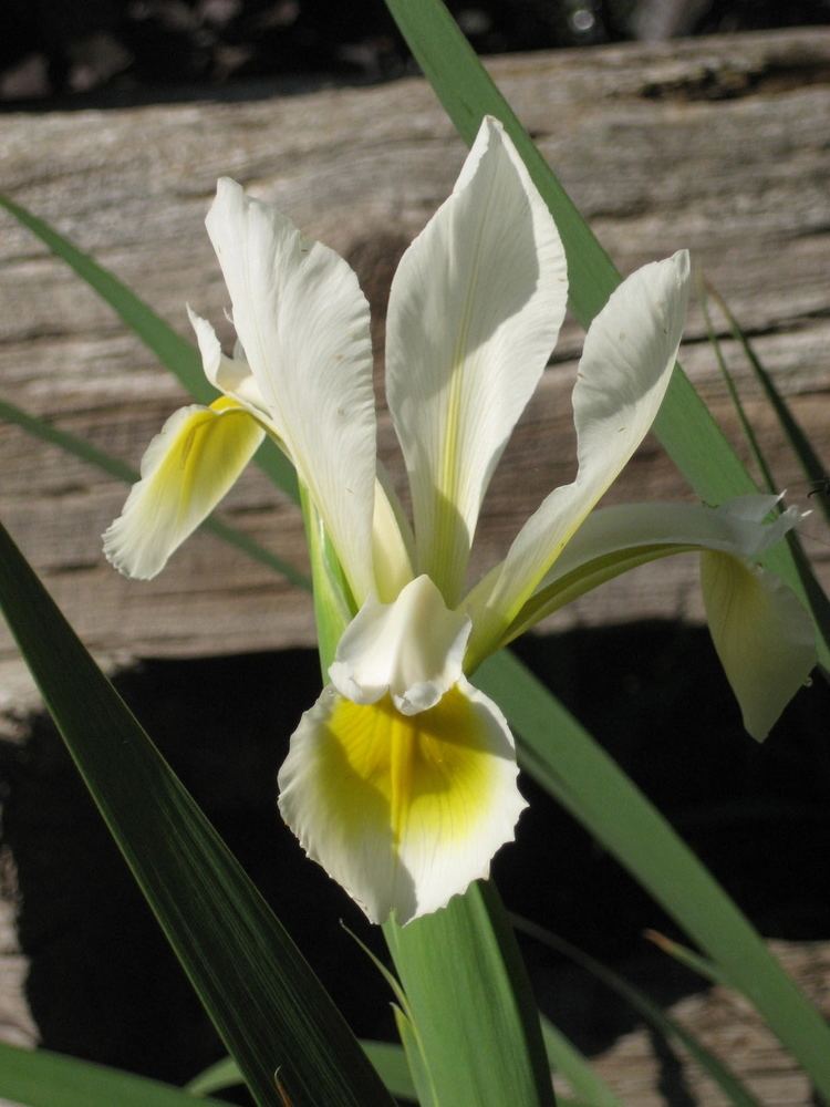 Iris orientalis SpecOrientalis lt Spec lt TWiki
