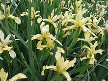 Iris orientalis httpsuploadwikimediaorgwikipediacommonsthu