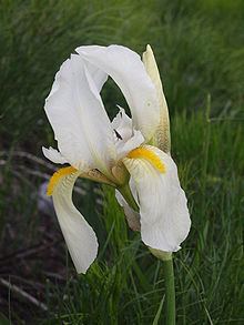 Iris orjenii httpsuploadwikimediaorgwikipediacommonsthu
