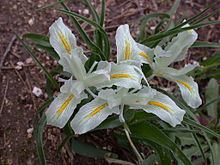 Iris palaestina httpsuploadwikimediaorgwikipediacommonsthu