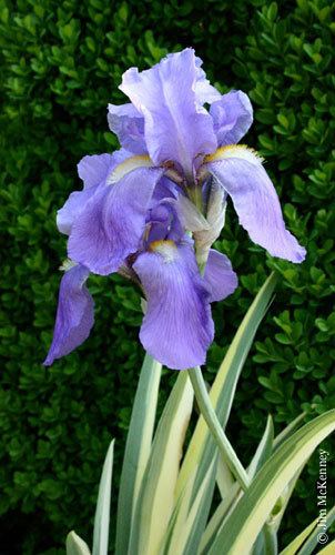 Iris pallida Iris pallida Sweet iris
