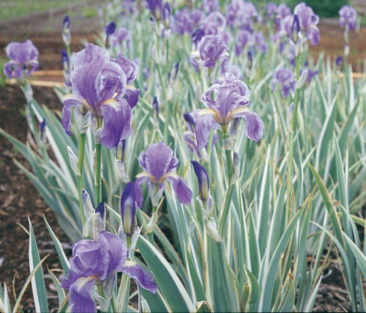 Iris pallida Iris pallida 39Argentea Variegata39 Lambley Nursery