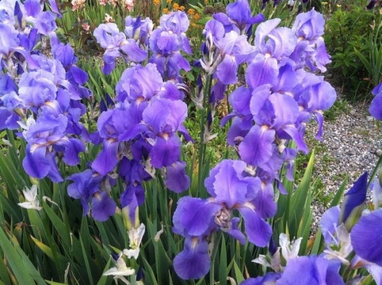 Iris pallida Iris pallida Lambley Nursery
