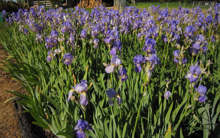 Iris pallida Iris pallida NZ Iris Society
