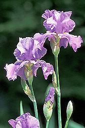 Iris pallida httpsuploadwikimediaorgwikipediacommons66