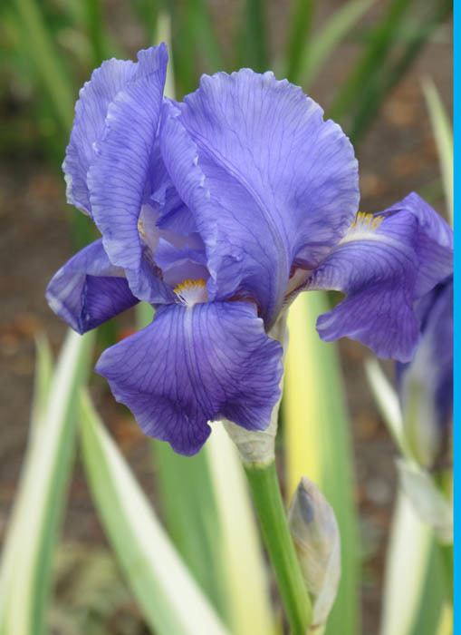 Iris pallida SpecPallida lt Spec lt TWiki