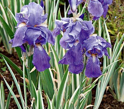 Iris pallida Iris pallida Variegata White Flower Farm