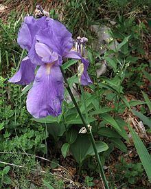 Iris pallida subsp. cengialti httpsuploadwikimediaorgwikipediacommonsthu