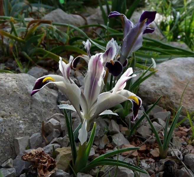 Iris persica balearicgardenes Scorpiris