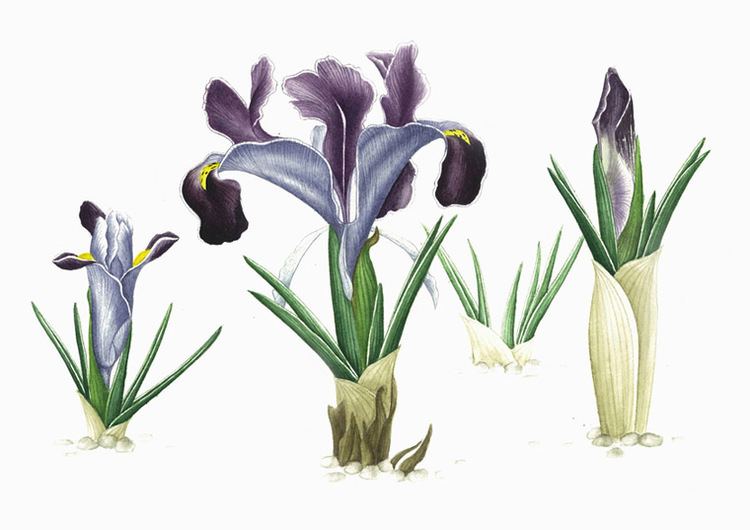 Iris persica IIK GNER Botanical Art