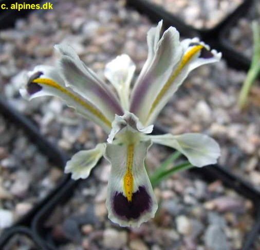 Iris persica SpecPersica lt Spec lt TWiki