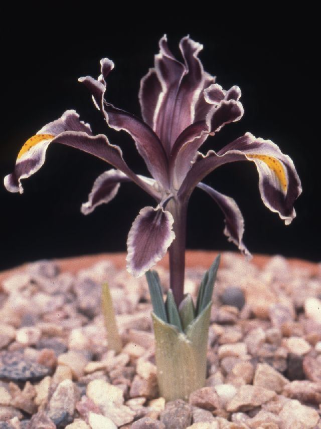 Iris persica SIGNA The Species Iris Group of North America