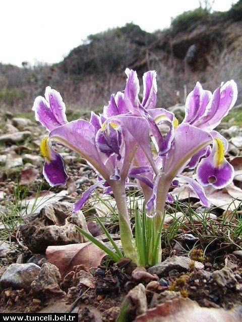 Iris persica wikiirisesorgpubSpecSpecPersicaIrispersica