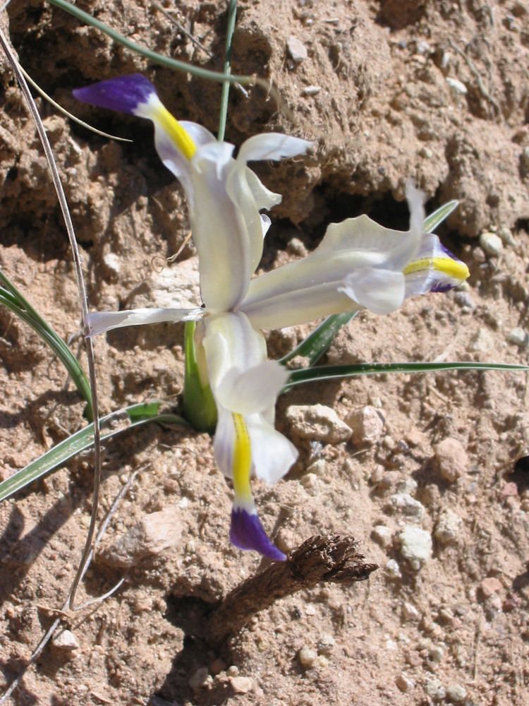 Iris persica FileIris Persica 6888JPG Wikimedia Commons