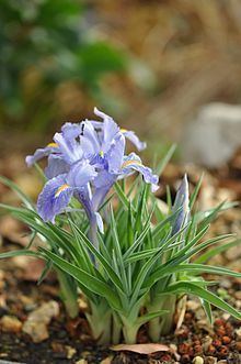 Iris planifolia httpsuploadwikimediaorgwikipediacommonsthu