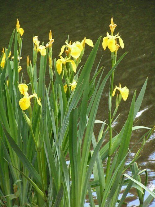 Iris (plant) How to Plant Water Iris Plants in a Backyard Pond