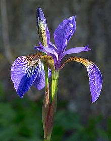 Iris (plant) httpsuploadwikimediaorgwikipediacommonsthu
