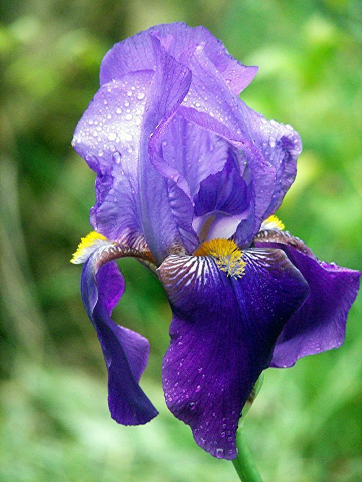 Iris (plant) Irises How to Plant Grow and Care for Iris Flowers The Old