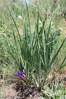 Iris pontica httpsuploadwikimediaorgwikipediacommonsthu