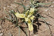 Iris potaninii httpsuploadwikimediaorgwikipediacommonsthu