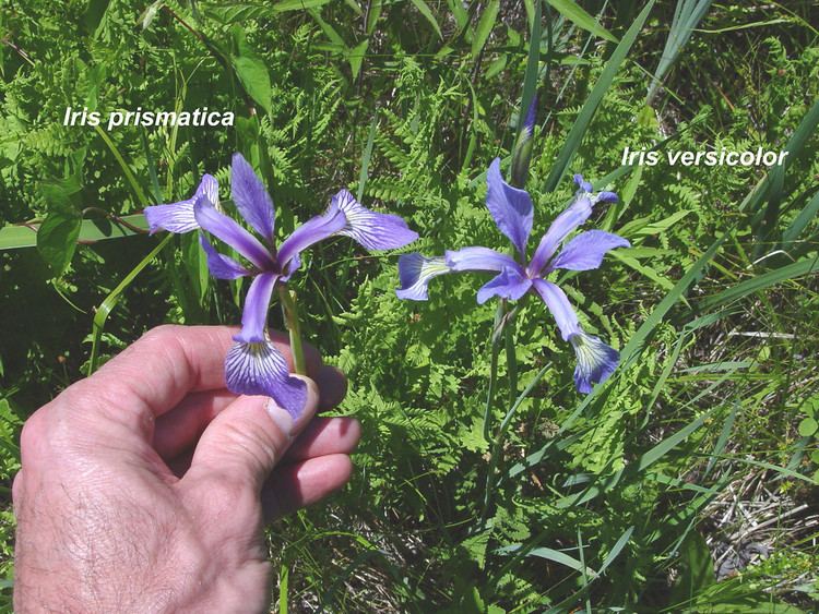 Iris prismatica Iris prismatica slender blue iris Go Botany
