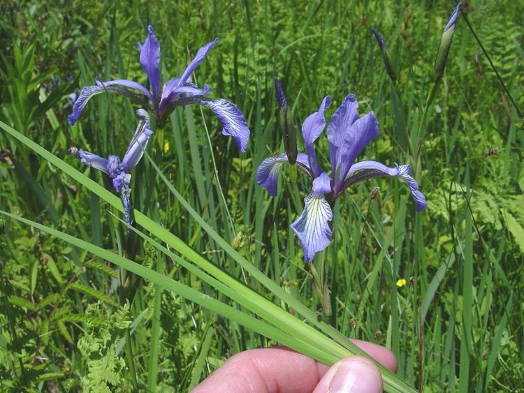 Iris prismatica Iris prismatica slender blue iris Go Botany