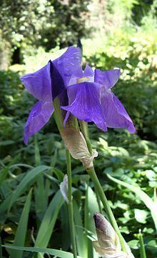 Iris pseudopallida httpsuploadwikimediaorgwikipediacommonsthu